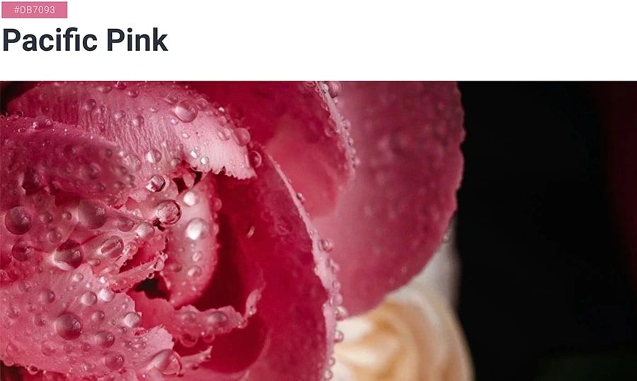 Xu hướng màu sắc 2022, màu Pacific Pink